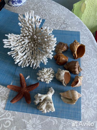 Морские ракушки, кораллы, звезда