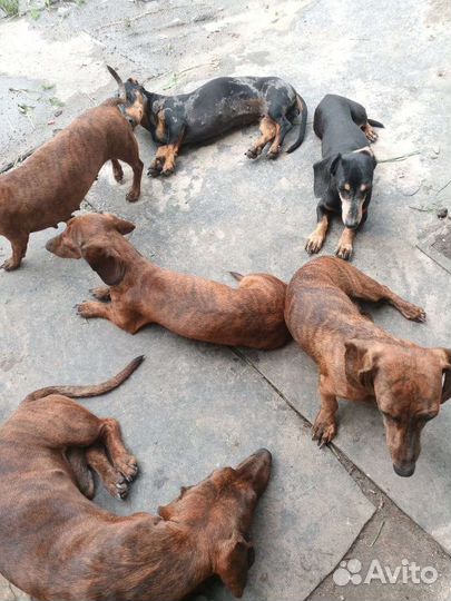 Тигровая такса