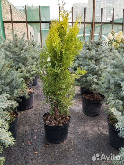 Саженцы туи Голден Брабант