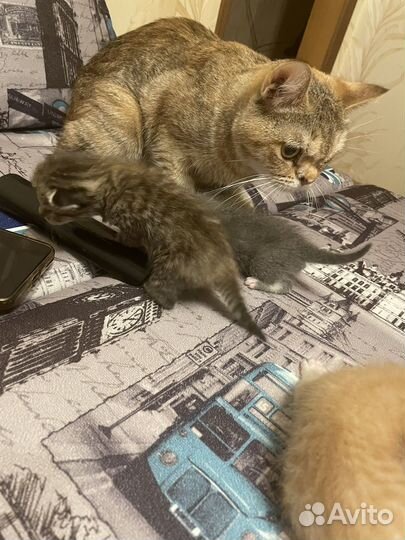 Отдам красивеньких котят