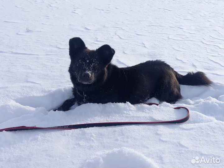Не большой пёсик ищет дом