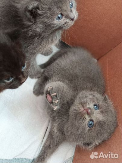 Шотландские котята