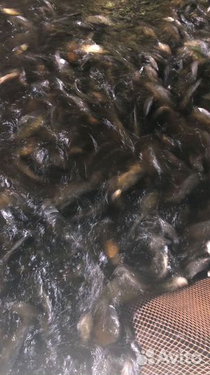 Малек Карп Рыбопосадочный материал Зарыбление