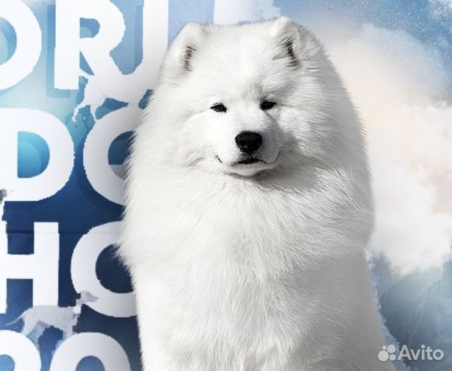 Самоед вязка