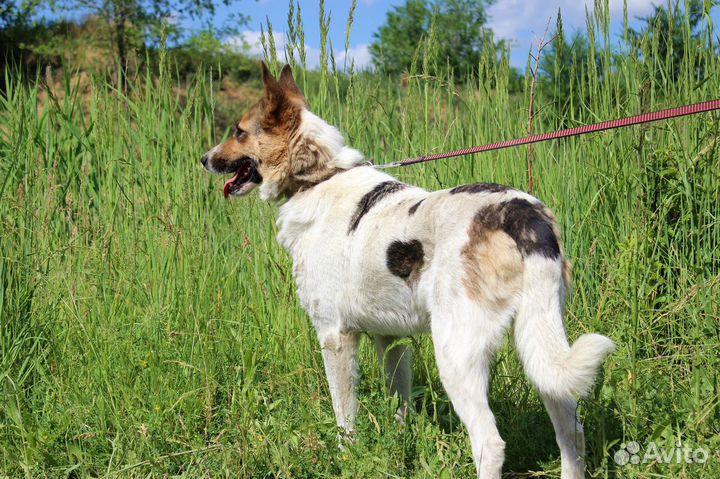 Собака Галочка