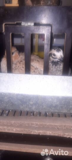 Виргинские перепела