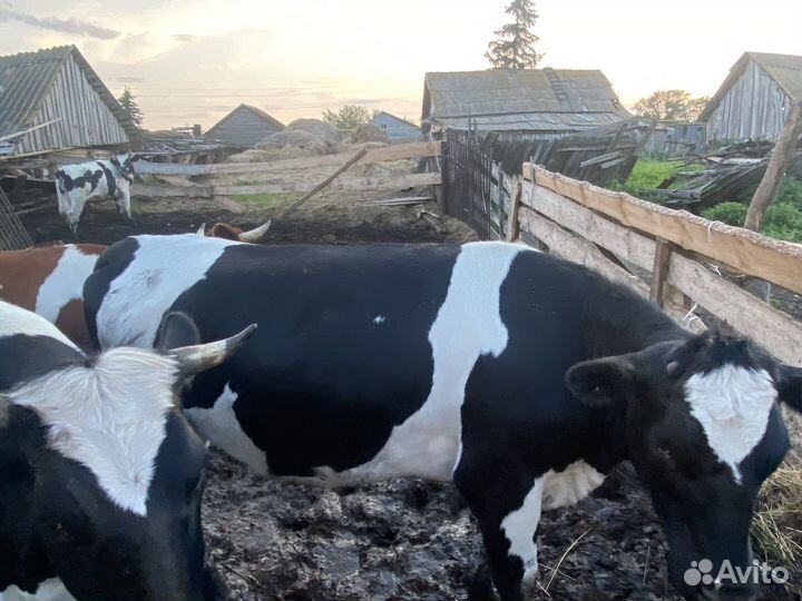 Телки на мясо