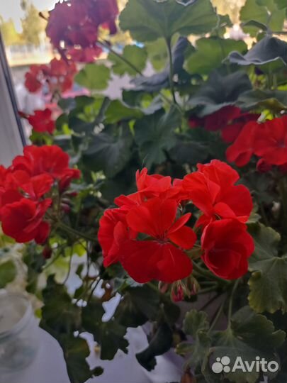 Герань пеларгония