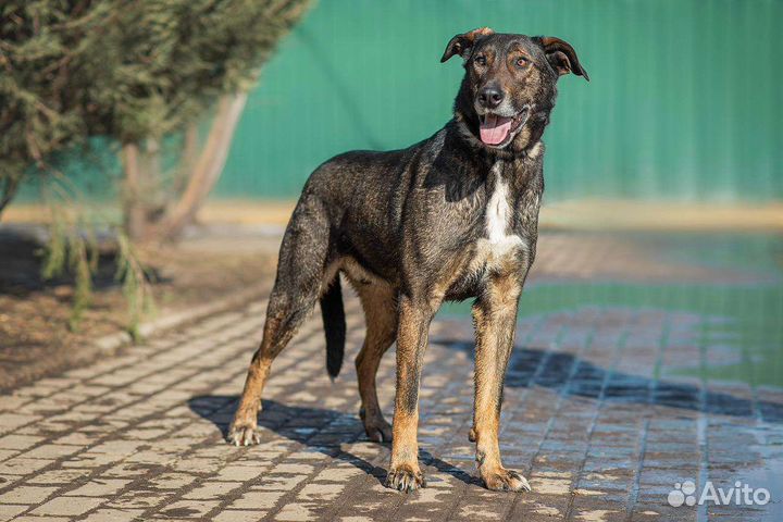 Собаки бесплатно в добрые руки