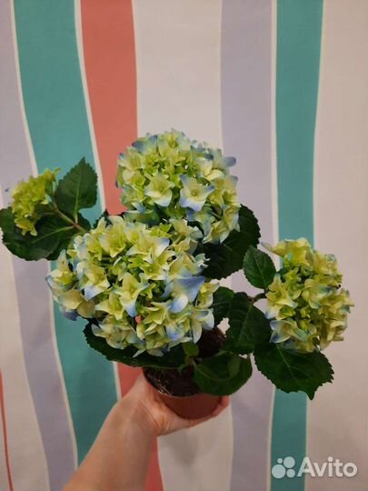 Цветущие в подарок в наличии и под заказ