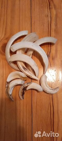 Клыки дикого кабана