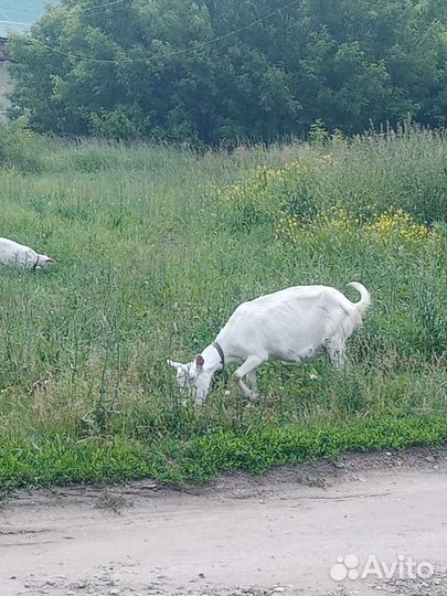 Зааненская дойная коза