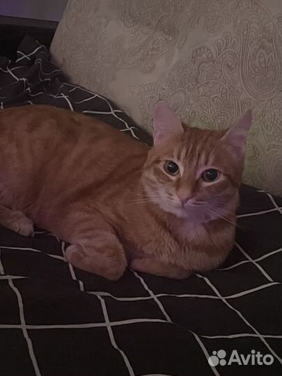 Потерялся кот