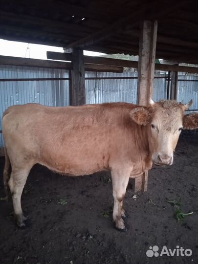 Продажа крс