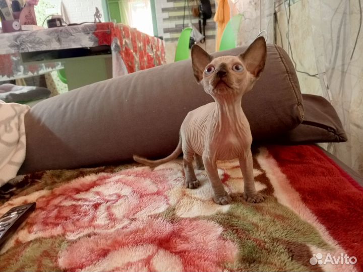 Канадский сфинкс