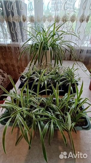 Комнатные цветы