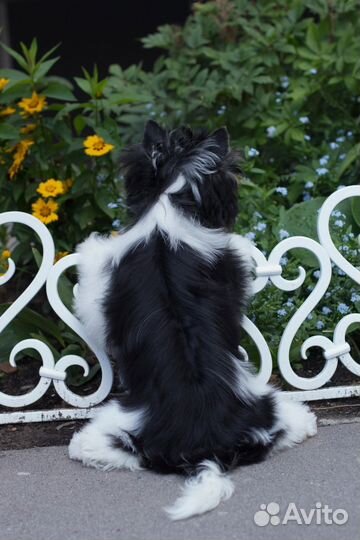 Щенок Бивер девочка