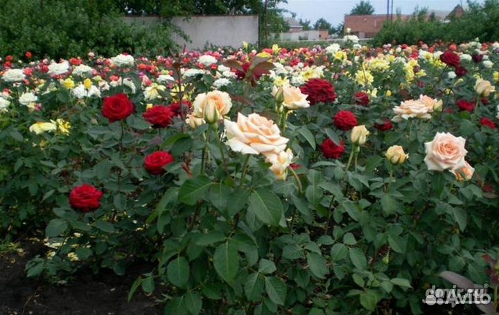 Шикарные кусты роз