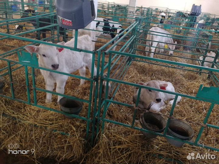 Телята Швицкой породы и др