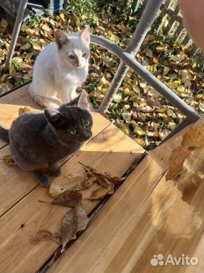 Котята в добрые руки