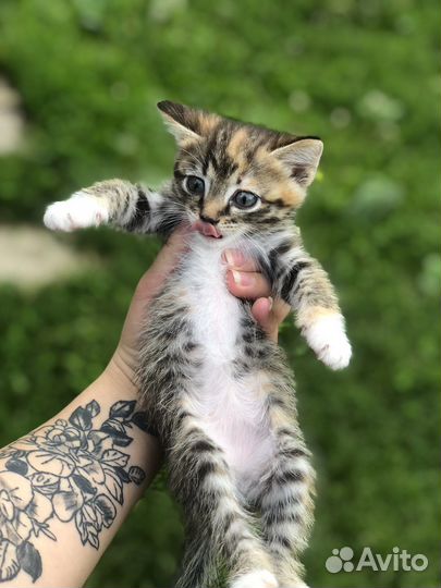 Отдам в хорошие руки котенка