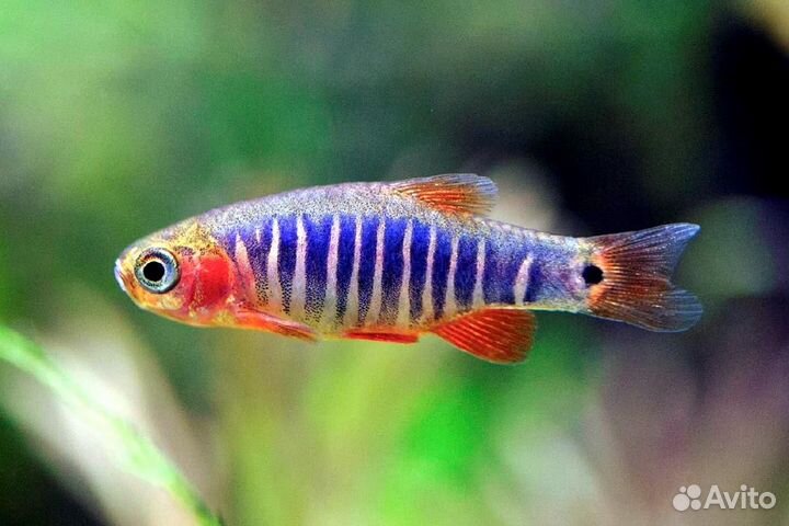 Расборы 7 видов