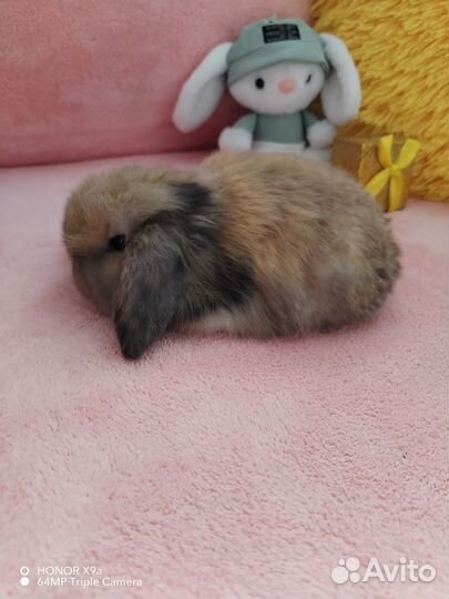 Малышы минилопы