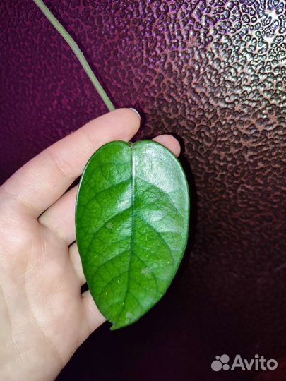 Фикус иволистный плакучая форма