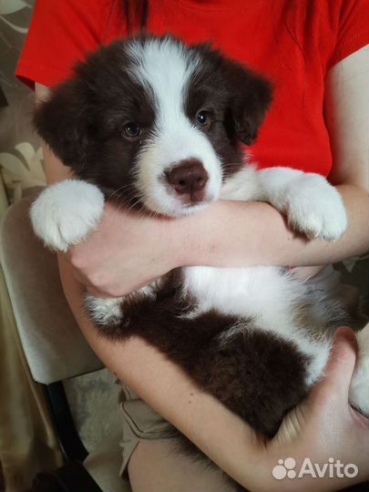 Щенок бордер колли дорого