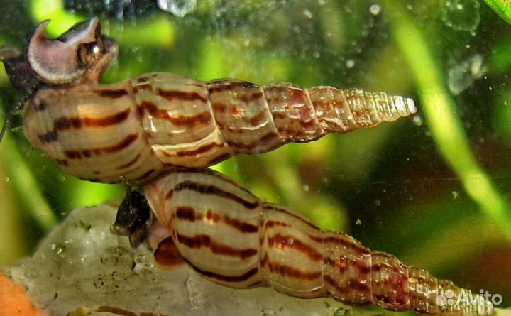 Улитка Мелания