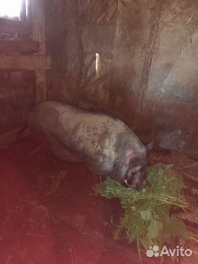 Хряк на племя