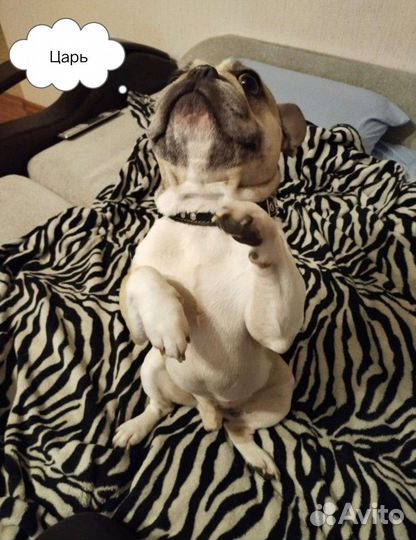 Домашняя передержка животных,зоотакси,выгул