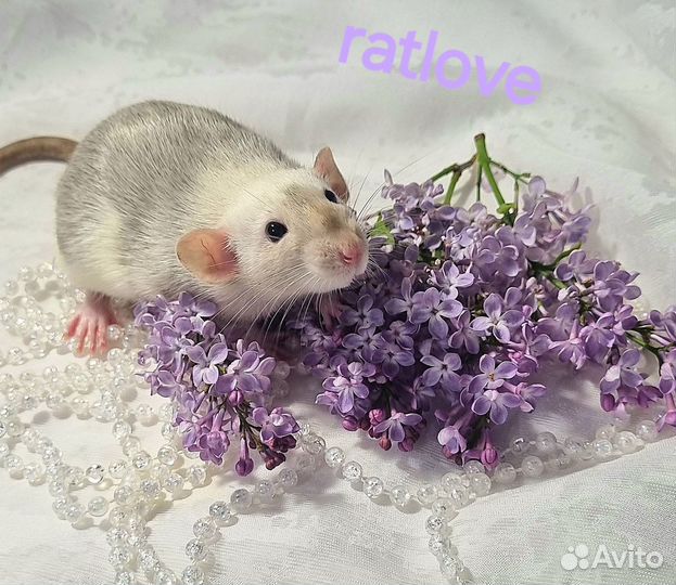 Крысята дамбо очень красивая девочка
