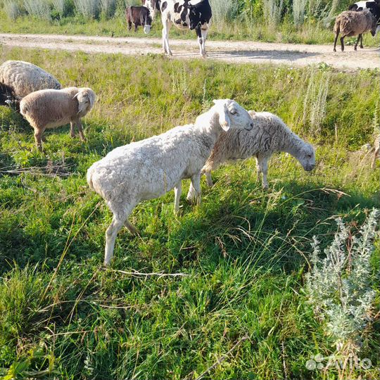 Овца матки с ягнятами