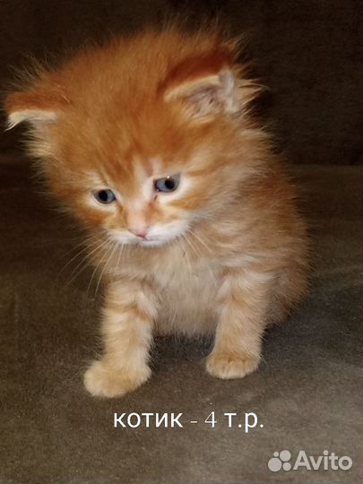 Котята курильского бобтейла