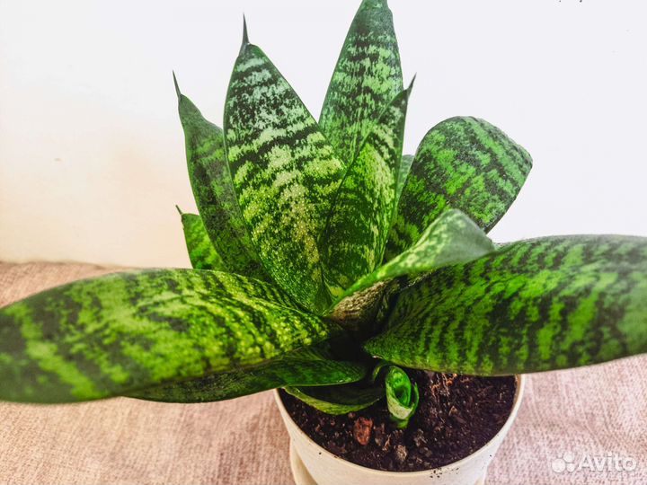 Сансевиерия, Тещин язык с горшком и грунтом