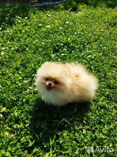 Продаются щенки