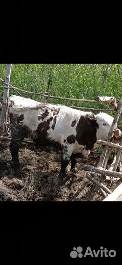 Продам быков