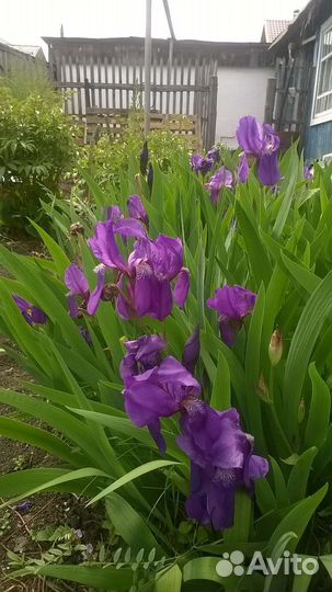 Ирисы разных цветов