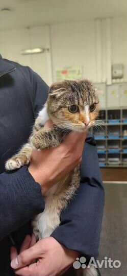 Найдена кошка во 2 Иркутске