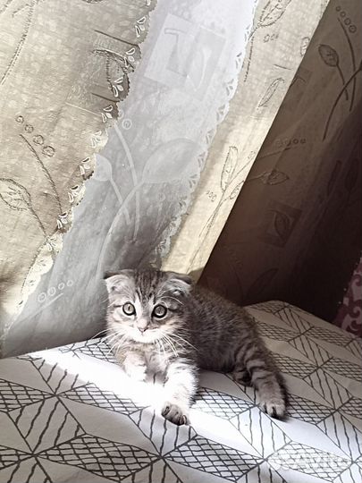 Британские котята