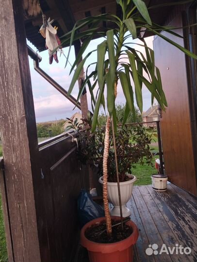 Комнатные растения цветы бесплатно