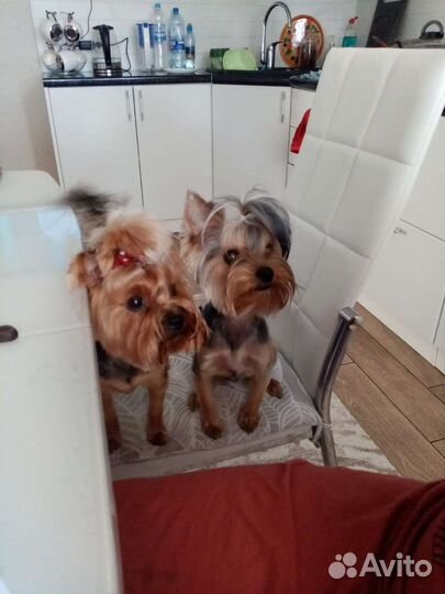 Йоркширский терьер