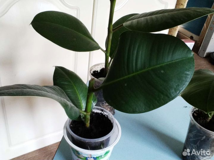 Фикус каучуконосный