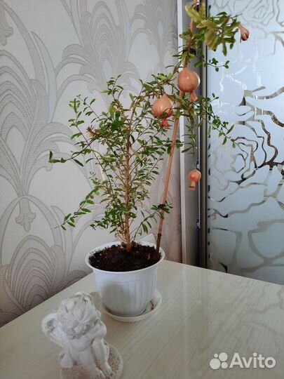 Гранат комнатный с плодами