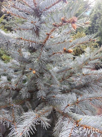 Ель голубая саженцы