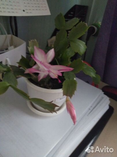 Декабрист шлюмбергера