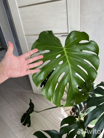 Монстера деликатесная красивое комнатное растение