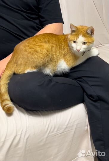 Нашли кота