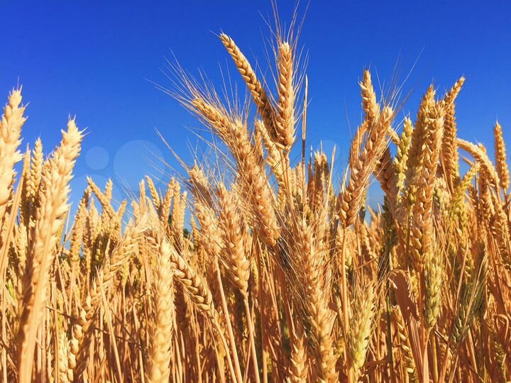 Участок 121 га (СНТ, ДНП)